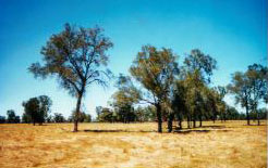 Scattered
paddock trees (Research undertaken by Department of Sustainability and
Environment predicts that based on current rates of clearing no
paddock buloke will remain by 2040. )