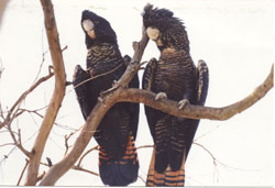Juvenile males closely resemble adult females in plumage characteristics until they are about 3 years old. (Female bird to the right)