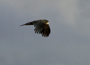 Photo; Wayne Bigg, Mt Gambier