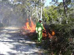 Fuel reduction burn