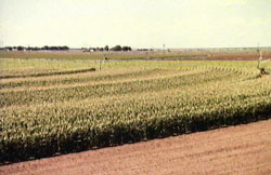 Areas where centre pivots are being installed recorded loss of scattered buloke as high as 39% over a 15 year period from 1982 to 1997.