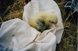 South-eastern Red-tailed Black-Cockatoos incubate a single egg