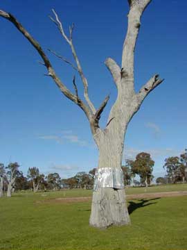 Nest trees are collared with
galvanised iron
to prevent
Brush-tailed Possums taking eggs or chicks from the nest..