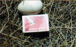 A chick at about 1 week of age