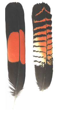Maleand female feathers