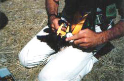 Measuring the chicks