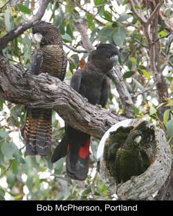 Nesting Pair