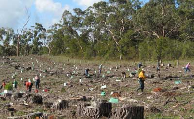 International students recently
helped out at tree planting in Rennick State Forest