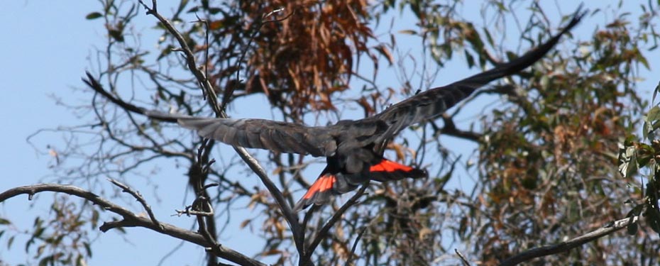 
As with many other parrots and cockatoos, Red-tails nest in deep hollows that have formed in very large, old eucalypts.