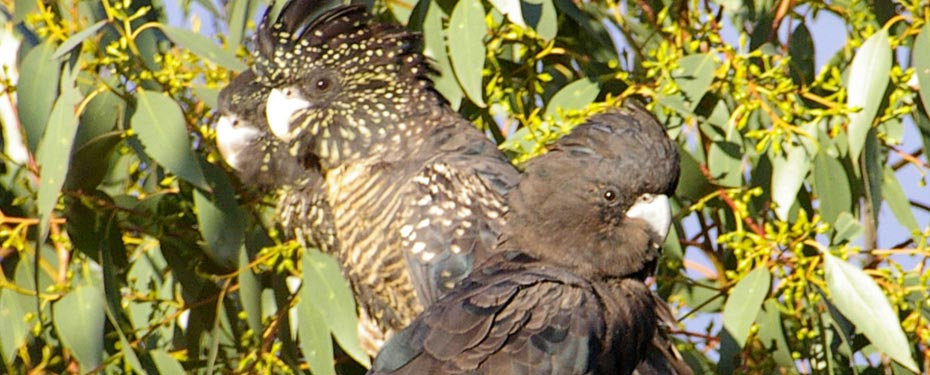 Increase the area of Red-tail feeding habitat by planting new stands of stringybark and Buloke.
