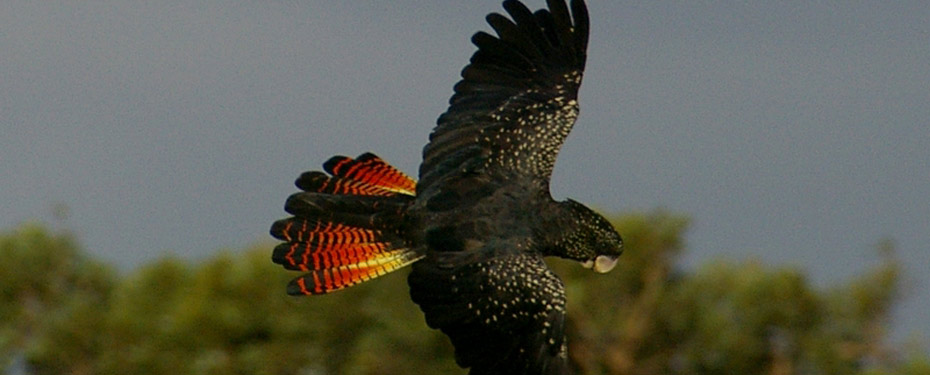 Each year members of the recovery team and volunteers collect a range of information which assist us to assess how Red Tail populations are performing.