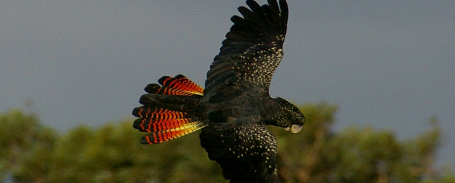 Red-tailed Black-Cockatoo Recovery Project - Welcome